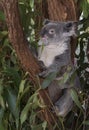 A Koala bear native to Australia. Royalty Free Stock Photo