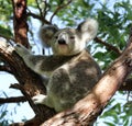 Koala bear - (Phascolarctos cinereus) close-up Royalty Free Stock Photo