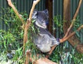 Koala bear - Phascolarctos cinereus - Australia