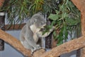 Australia native Koala bear Phascolarctos cinereus eating gum leaves Royalty Free Stock Photo