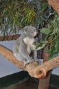 Koala bear Phascolarctos cinereus eating gum leaves Royalty Free Stock Photo