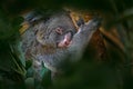 Koala bear, Phascolarctos cinereus, in the nature red tree habitat. Grey koala detail portrait, Great Koala National Park in