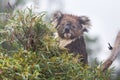 Koala bear Phascolarctos cinereus sitting and eating eucalyptus tree leaves Royalty Free Stock Photo