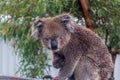 Koala bear Phascolarctos cinereus sitting in eucalyptus tree