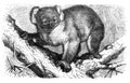 Koala Koala bear Phascolartus cinereus / Illustration from Brockhaus Konversations-Lexikon 1908