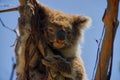 Koala Bear In It`s Native Habitat In The Wild