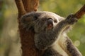 Koala bear is seen relaxing on a tree