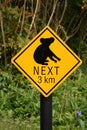 Koala bear sign Royalty Free Stock Photo