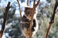 Koala bear sits in the crook of a tree branch