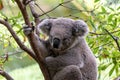 Koala bear sits in the old gum tree Royalty Free Stock Photo