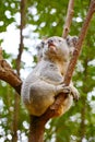 A Koala bear sits on a tree