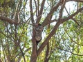 Koala Bear Sitting In An Australian Gum Tree Royalty Free Stock Photo