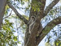 Koala Bear Sitting In An Australian Gum Tree Royalty Free Stock Photo