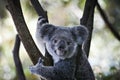 Koala bear sitting on the branch