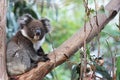 Koala on Kangaroo Island, Australia Royalty Free Stock Photo