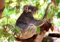 Koala bear Royalty Free Stock Photo