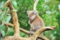 Koala bear sitting in tree with natural background Royalty Free Stock Photo