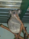 a koala bear is sitting on a tree in the zoo Royalty Free Stock Photo