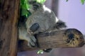 Koala bear sleeping on a branch Royalty Free Stock Photo