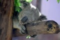 Koala bear sleeping on a branch