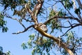 Koala bear sleeping in the branch in the woods near the Great Ocean Road, Victoria, Australia