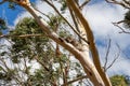 Koala bear sleeping in the eucaliptus tree top, Victoria, Australia Royalty Free Stock Photo