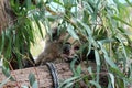 Koala bear sleeping on a eucalyptus tree Royalty Free Stock Photo