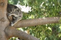 Koala Bear Sleeping in a tree. Royalty Free Stock Photo