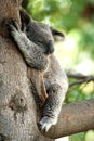 Koala Bear sleeping in a tree
