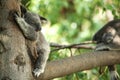 Koala Bear sleeping in a tree Royalty Free Stock Photo