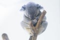 Koala bear sleeping on a tree