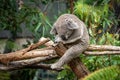 Koala bear sleeping in a tree peacefully Royalty Free Stock Photo