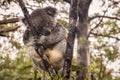 Koala bear sleeping on tree in rain Royalty Free Stock Photo