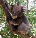 Koala Bear in tree Royalty Free Stock Photo