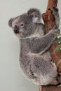 Koala Bear in a tree Royalty Free Stock Photo