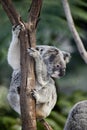 Koala bear in tree Royalty Free Stock Photo