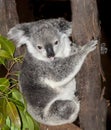 Koala bear in tree Royalty Free Stock Photo