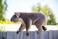 A Koala Bear walking along a fence