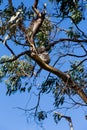 Koala bear sleeping on a branch in the tree, woods near the Great Ocean Road, Victoria, Australia