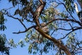 Koala bear looking down from the tree top in the woods near the Great Ocean Road, Victoria, Australia