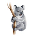 Koala bear watercolor illustration. Australia symbol. Cute koala bear on eucalyptus tree branch. Native australian