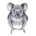 Koala bear watercolor illustration. Australia symbol. Cute koala bear front view. Native australian animal bear. Grey