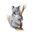 Koala bear watercolor illustration. Australia symbol cute koala bear on a tree branch. Native australian animal bear Royalty Free Stock Photo