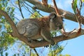 Koala Bear in the wild climbing in the eucalyptus trees on Cape Otway in Victoria Australia Royalty Free Stock Photo