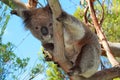 Koala Bear in the wild in the eucalyptus trees on Cape Otway in Victoria Australia Royalty Free Stock Photo