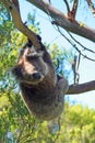 Koala Bear in the wild hanging from a branch in the eucalyptus trees on the Cape Otway peninsula in Victoria Australia Royalty Free Stock Photo