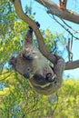 Koala Bear in the wild hanging from a branch in the eucalyptus trees on the Cape Otway peninsula in Victoria Australia Royalty Free Stock Photo