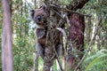 Koala bear in the wild.