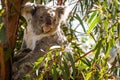Koala Bear at Wildlife Zoo in Sydney, Australia Royalty Free Stock Photo