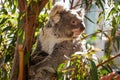 Koala Bear at Wildlife Zoo in Sydney, Australia Royalty Free Stock Photo